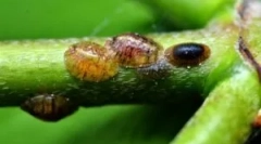 Ako sa vysporiadať so štítom a znamená zbaviť sa jej